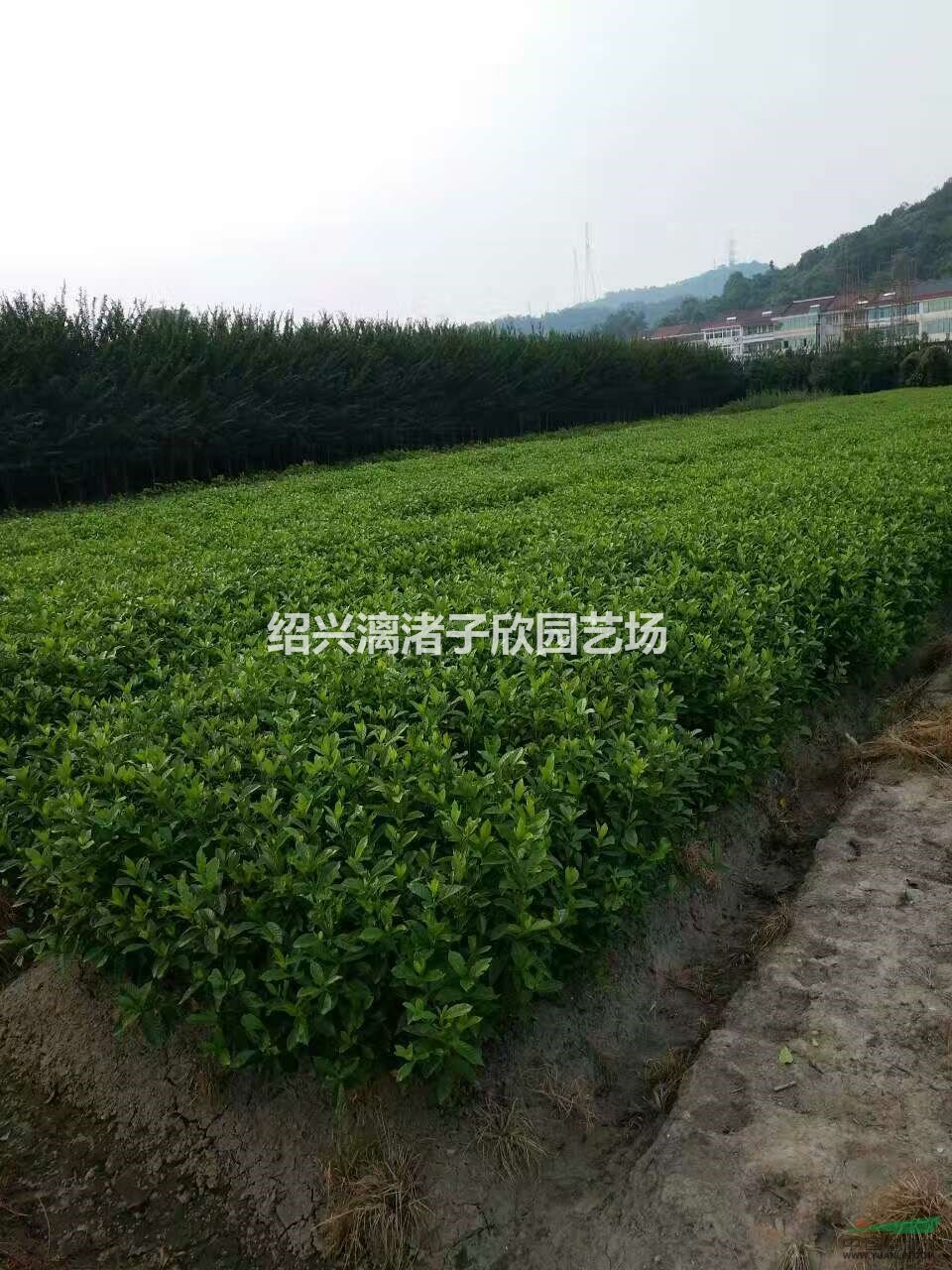 大葉梔子花小毛球 高度45至60厘米 冠副35至45厘米