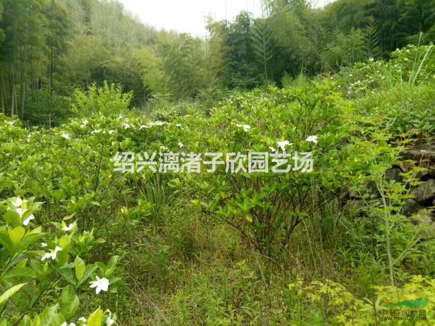 大葉梔子花小毛球 高度45至60厘米 冠副35至45厘米