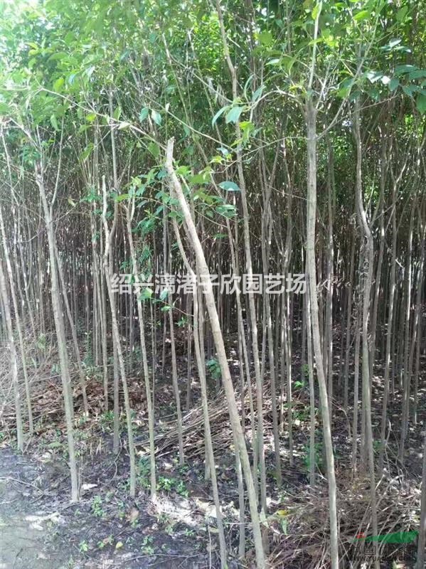 精品大葉女貞 胸徑1公分至4公分 桿子直