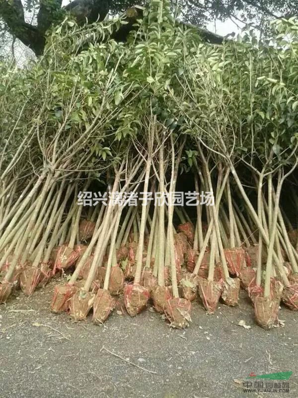 精品大葉女貞 胸徑1公分至4公分 桿子直