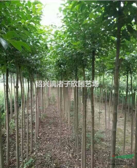 精品大葉女貞 胸徑1公分至4公分 桿子直