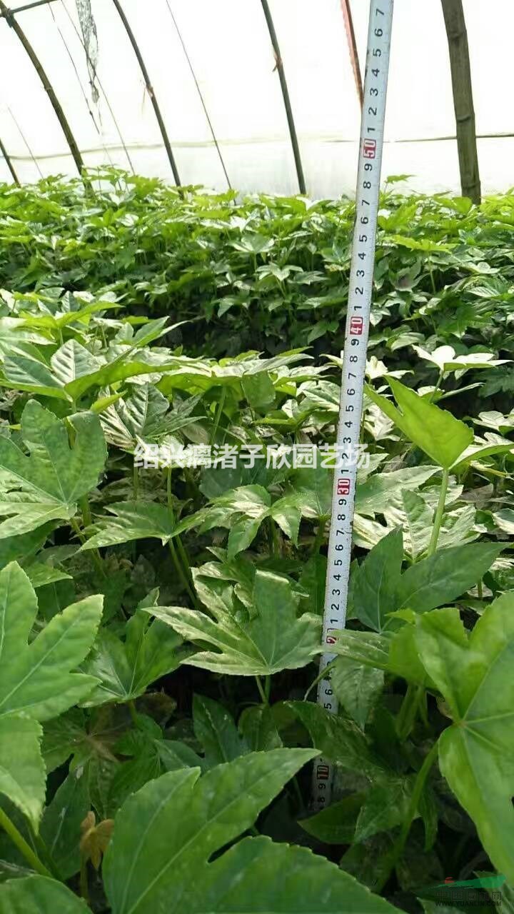 八角金盤地栽小苗 高度20厘米至1.2米
