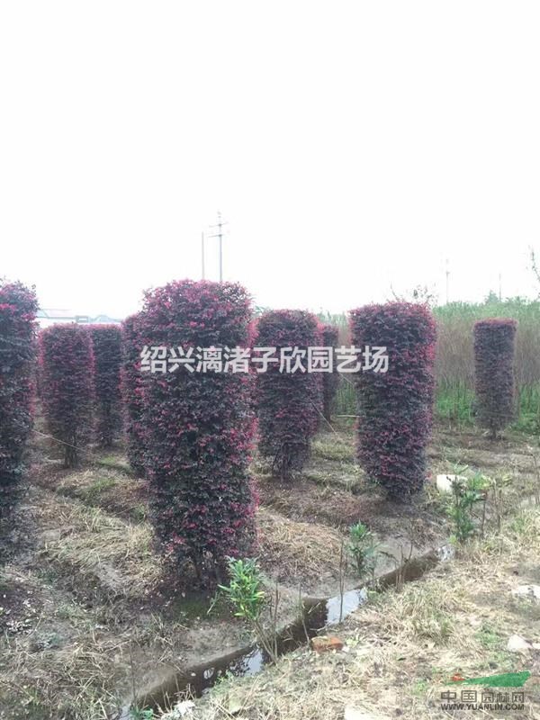 精品紅花繼木柱子