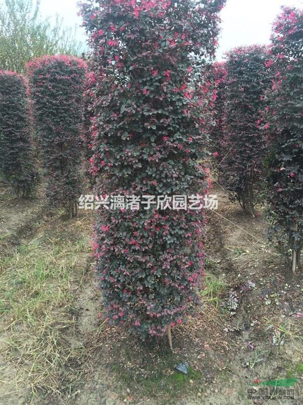 精品紅花繼木柱子