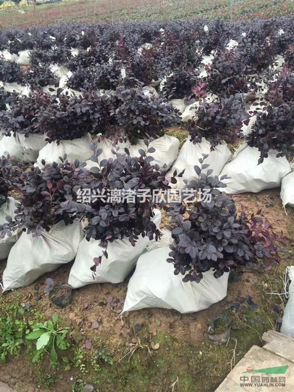 紅花繼木小杯苗  高度30厘米左右