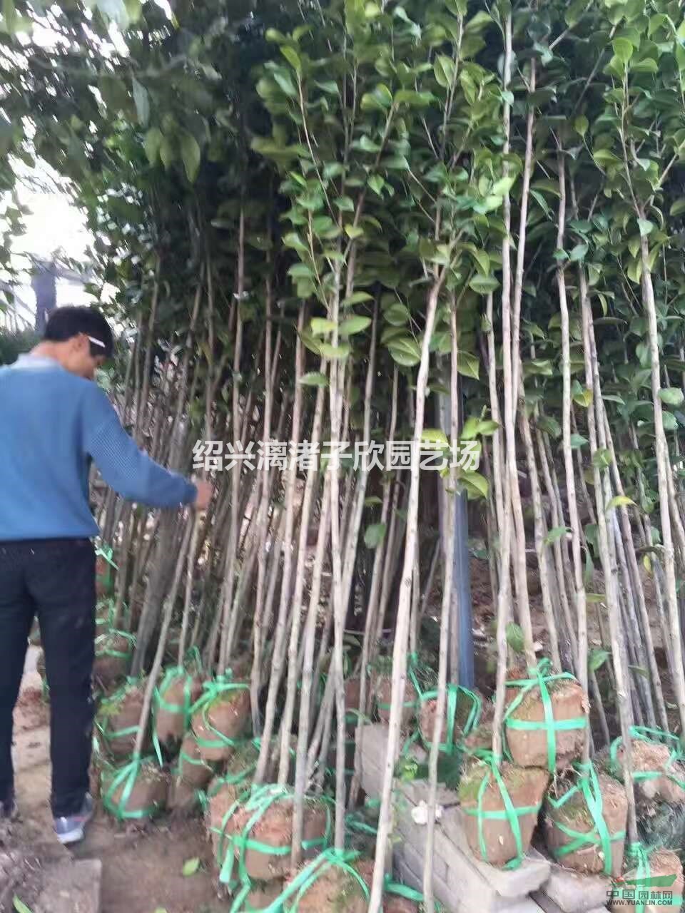 精品高桿小茶花 