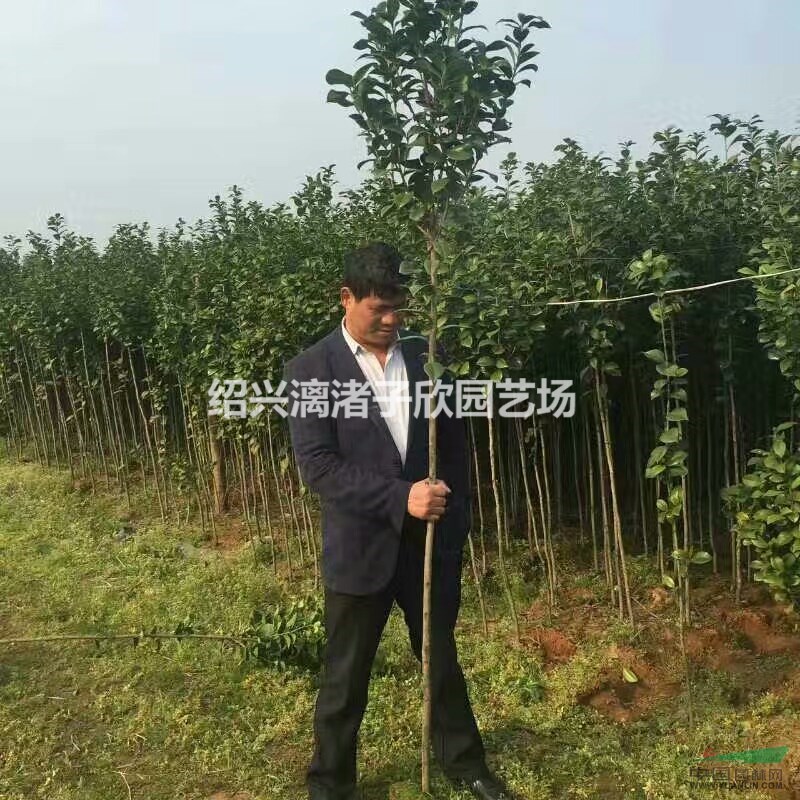 精品高桿小茶花 