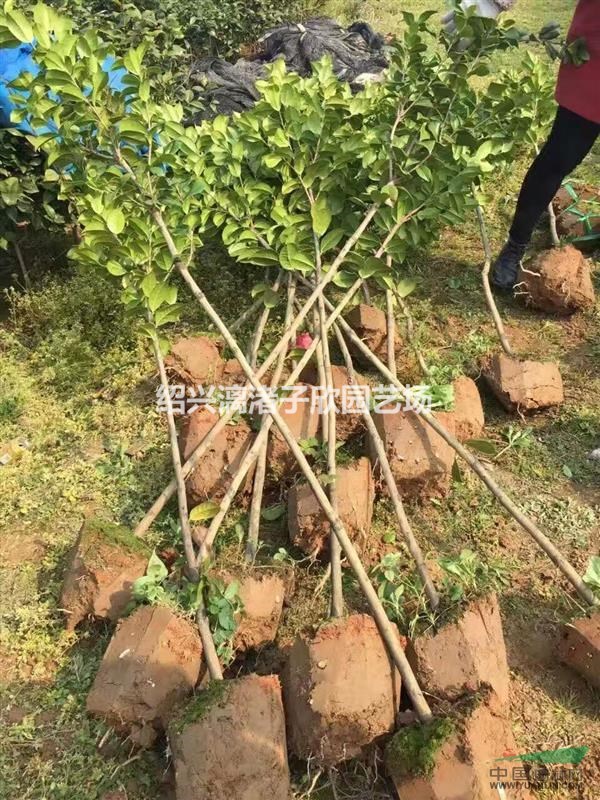 精品高桿小茶花 