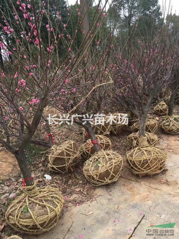 浙江紅梅介紹
