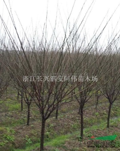 浙江红梅2最新报价/红梅2图片