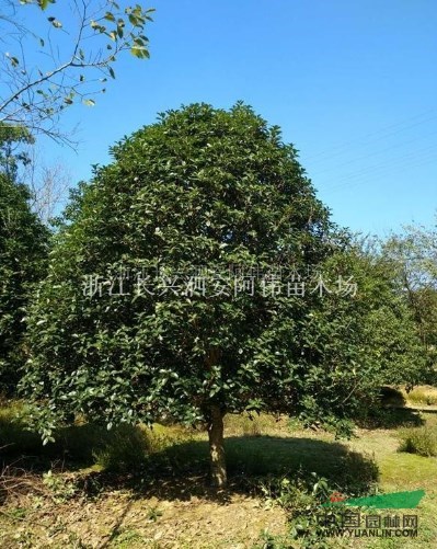 精品桂花最新价格/精品桂花报价