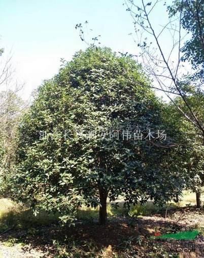 浙江精品桂花3
