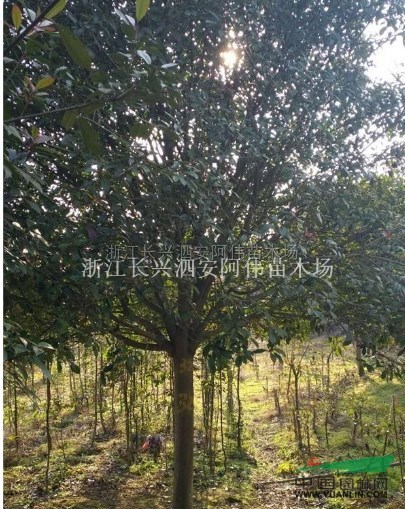 精品红叶石楠图片精品红叶石楠报价