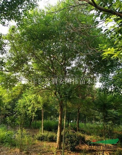 浙江精品乌桕信息