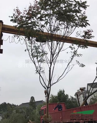 栾树供应/栾树图片