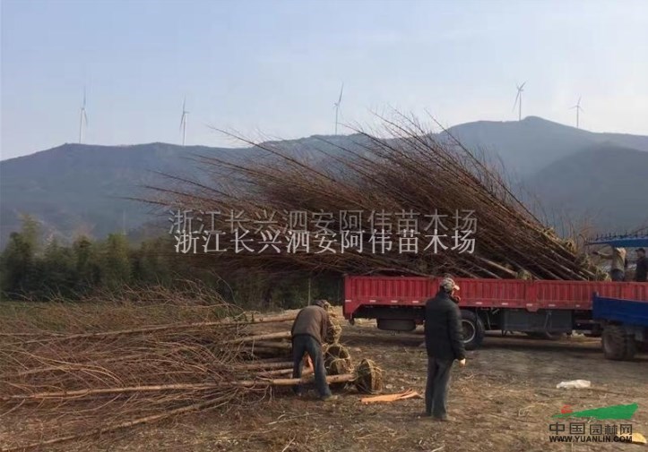 水杉最新价格/水杉报价