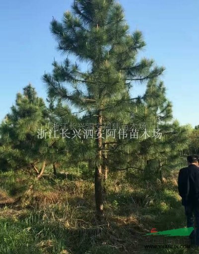湿地松报价/浙江湿地松报价