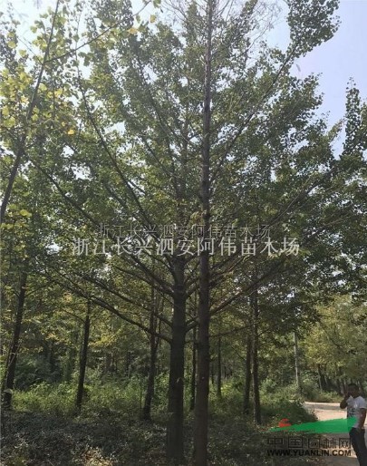 浙江银杏信息