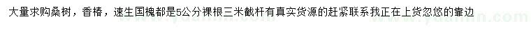 求購桑樹、香椿、速生國槐