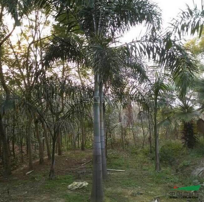 福建狐尾椰子最新报价/狐尾椰子图片