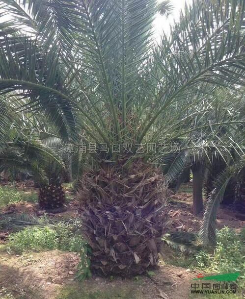 福建加拿利海枣4介绍