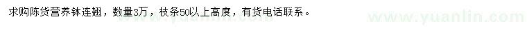 求購高度50公分以上連翹