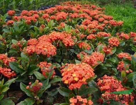 龙船花3行情报价龙船花3图片展示