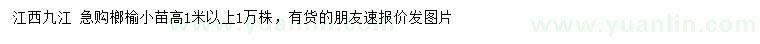 求購高1米以上榔榆