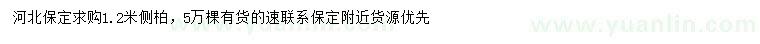 求購1.2米側柏
