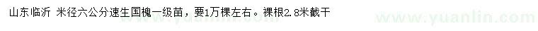求購米徑6公分速生國槐