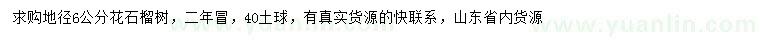 求購地徑6公分花石榴
