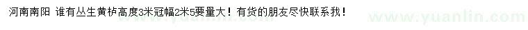 求購高度3米叢生黃櫨
