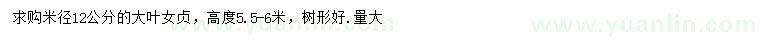 求購米徑12公分大葉女貞