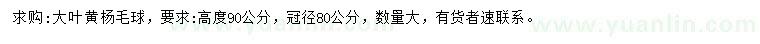求購高度90公分大葉黃楊球