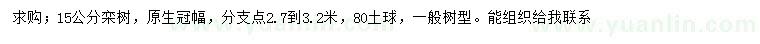求購15公分欒樹