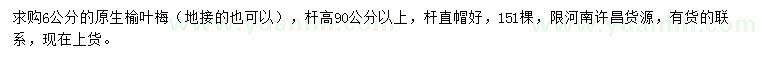 求購6公分榆葉梅