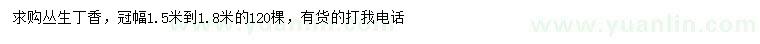 求購(gòu)冠幅1.5-1.8米叢生丁香