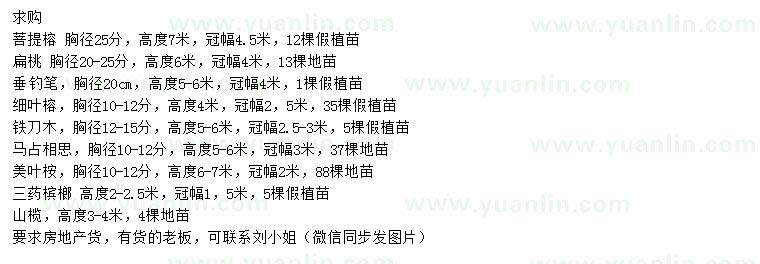 求購(gòu)菩提榕、扁桃、細(xì)葉榕等