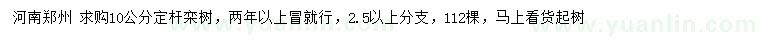 求購10公分欒樹