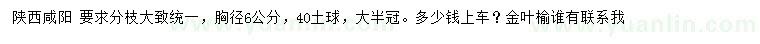 求購胸徑6公分金葉榆