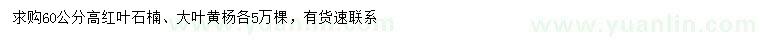 求購高60公分紅葉石楠、大葉黃楊