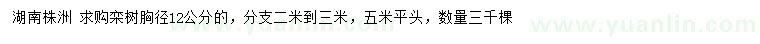 求購(gòu)胸徑12公分欒樹