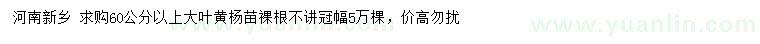 求購60公分以上大葉黃楊