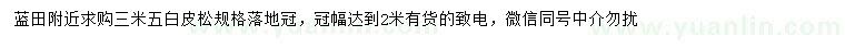 求購3.5米白皮松