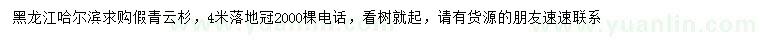 求購4米假青云杉