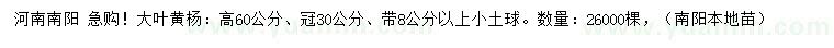 求購高60公分大葉黃楊