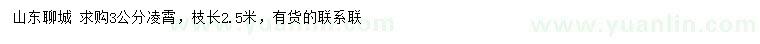 求購3公分凌霄