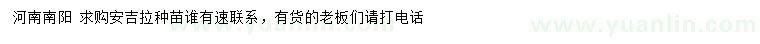求購安吉拉種苗
