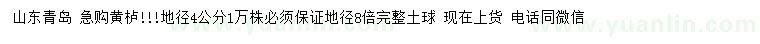 求購地徑4公分黃櫨