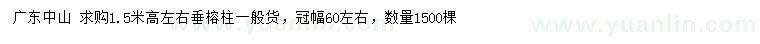 求購高1.5米左右垂榕柱